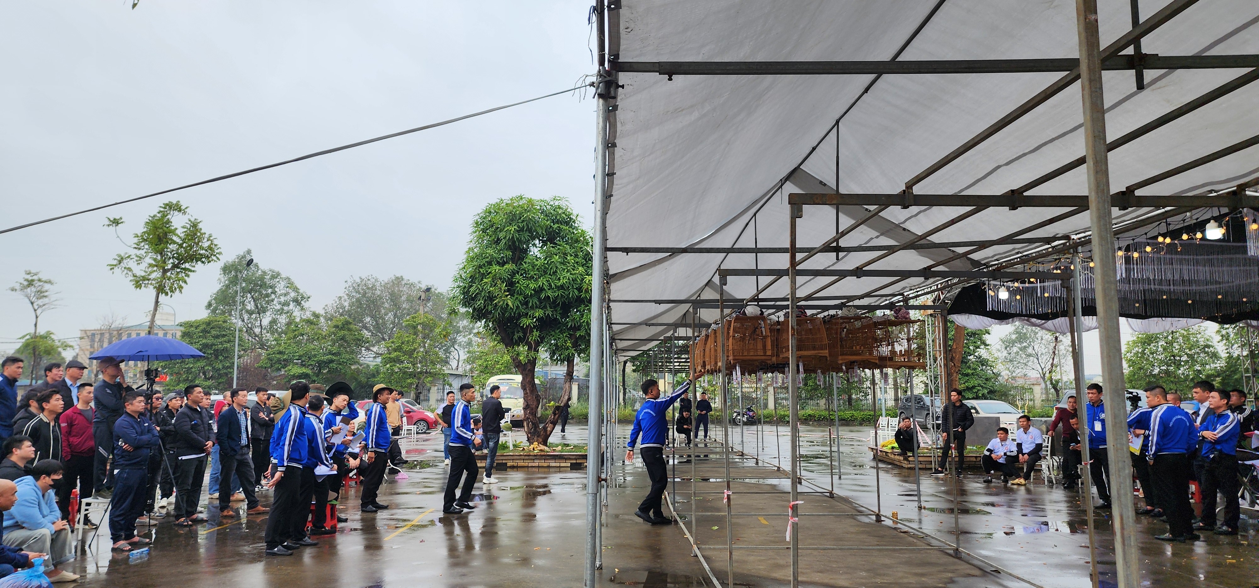 Trong thời gian từ 9h - 13h, các chú chim trải qua các vòng đấu loại để chọn ra chú chim lọt vào Top 40, Top 20 và Top 10 để trao giải.  