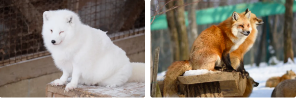 Làng cáo ở Nhật Bản