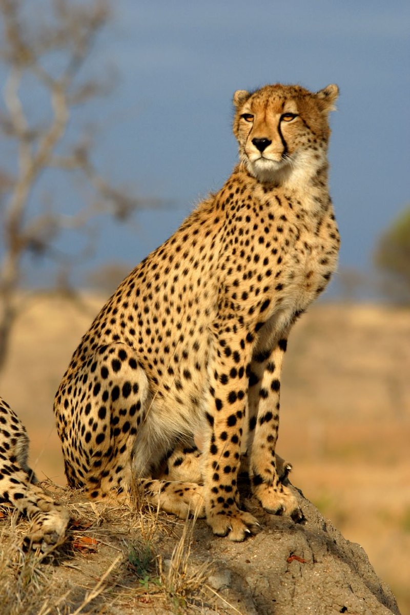 Báo Cheetah