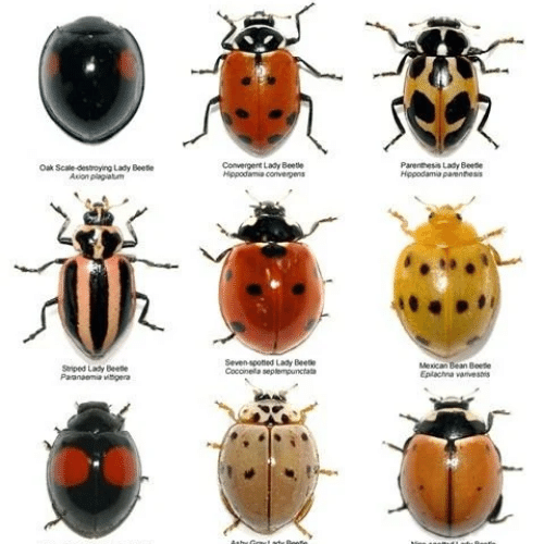 Các loại bọ cánh cứng hại cây