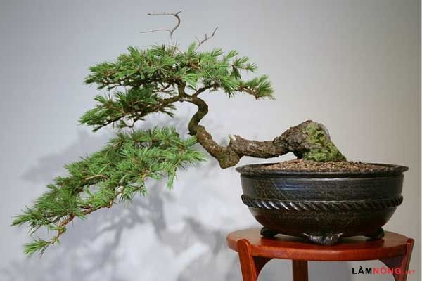Bonsai dáng xiêu