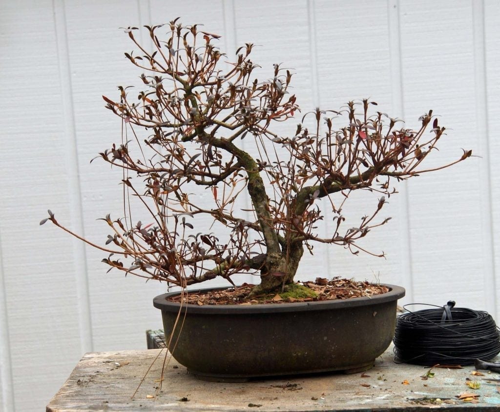 Bonsai đang bị chết dần