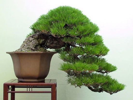 Bonsai dáng huyền