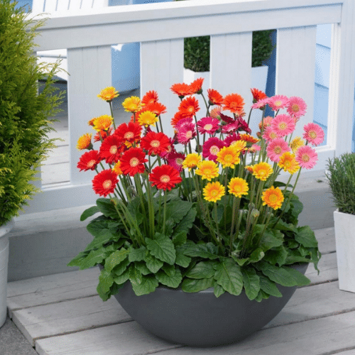 Hoa đồng tiền trong chậu