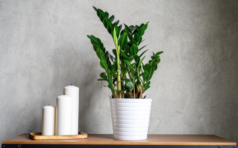 Cây kim tiền được nhiều người ưa chuộng không chỉ vì dễ trồng, có khả năng thanh lọc không khí mà còn "chiêu tài, hút lộc" cho gia chủ.