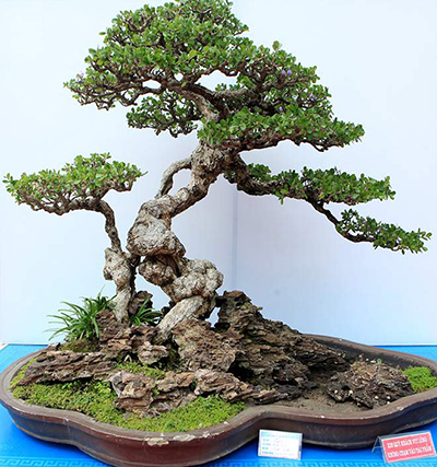 quy tắc trồng cây bonsai