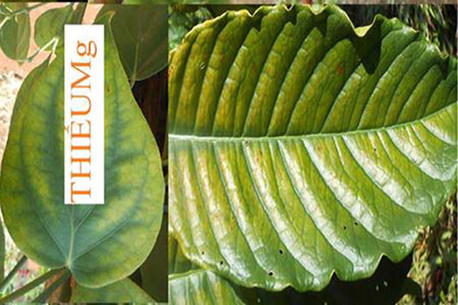 lá cây bị biến dạng