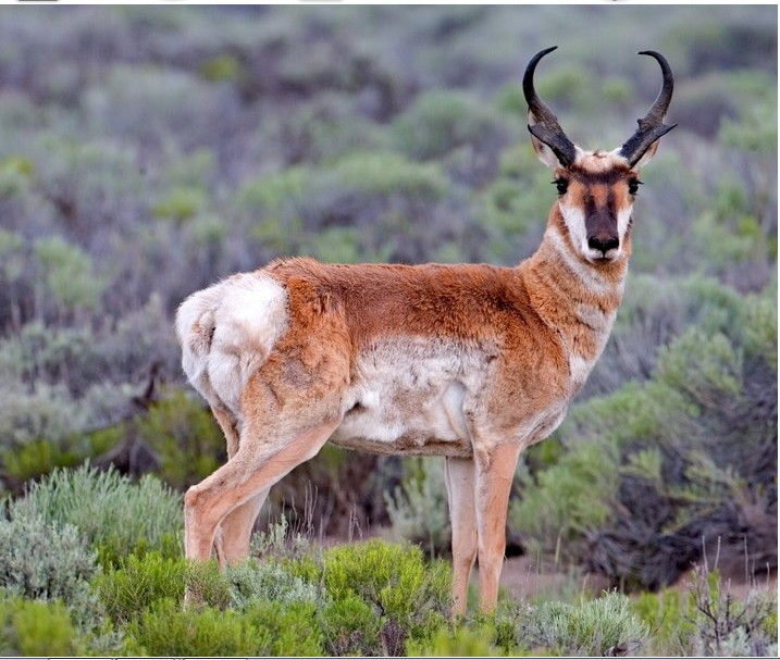 Linh dương Pronghorn