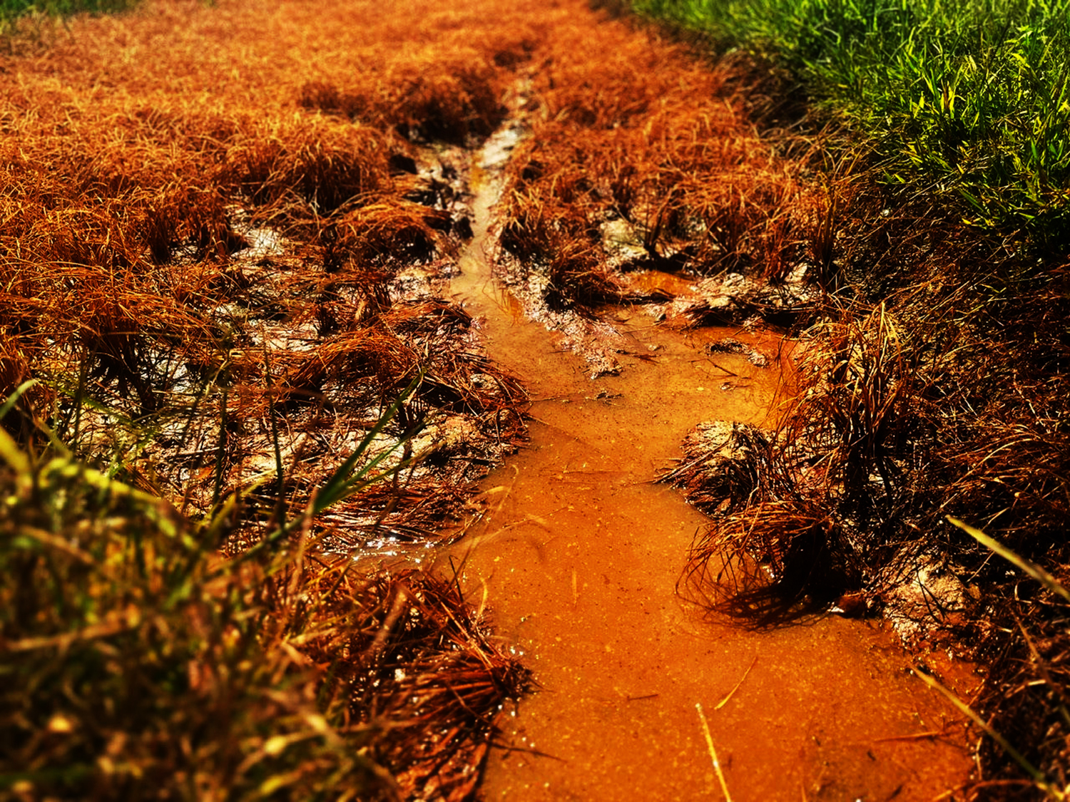 Dầu tràn đến đâu khiến ruộng lúa cấy cỏ cũng như sinh vật phù sinh, bị đe dọa. ảnh hưởng nghiêm trọng đến môi trường và cấu hệ sinh thái