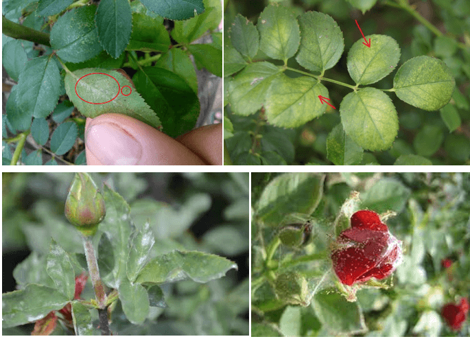 Nhện đỏ hại hoa hồng