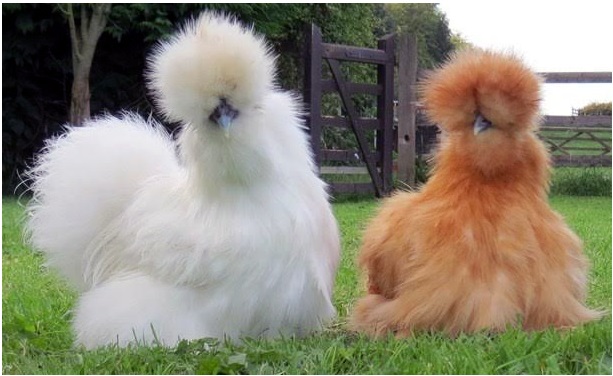 Gà Silkie