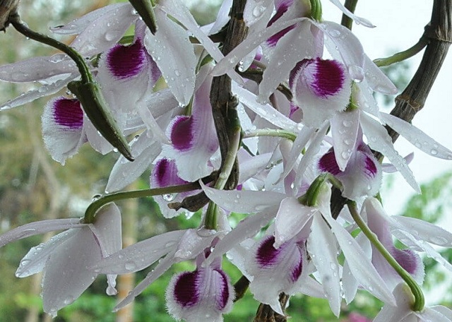 Chim Đớp Ruồi cằm đen