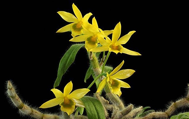 Chim Đớp Ruồi cằm đen