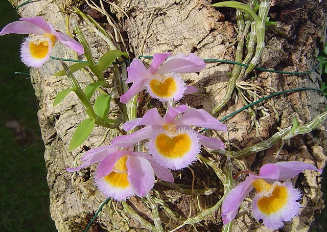 Chim Đớp Ruồi cằm đen