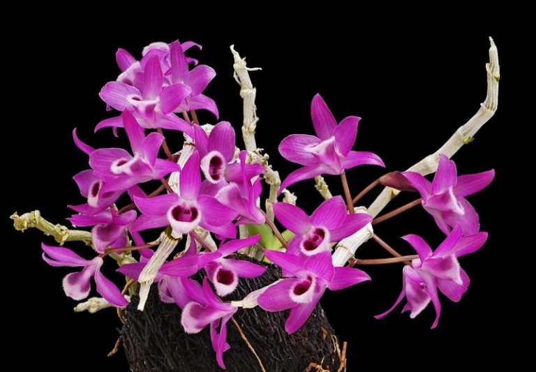 Chim Đớp Ruồi cằm đen