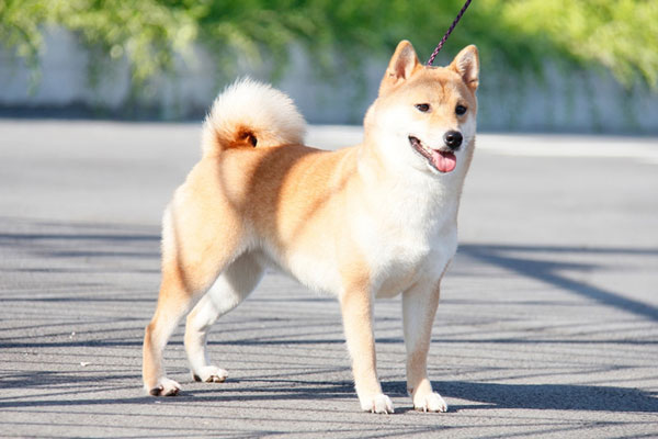 Chó Shiba cần được đi dạo mỗi ngày để rèn luyện sức khỏe chăm sóc chó Shiba Inu