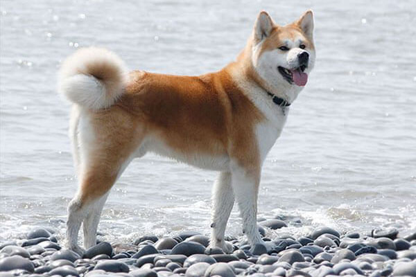 Chó Akita chó nhiều điểm giống với chó Shiba Chó Akita