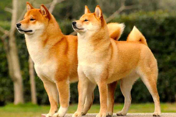 Giống chó Shiba Inu có nguồn gốc từ Nhật Chó Shiba