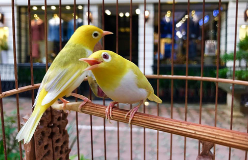 Vành khuyên nông vàng