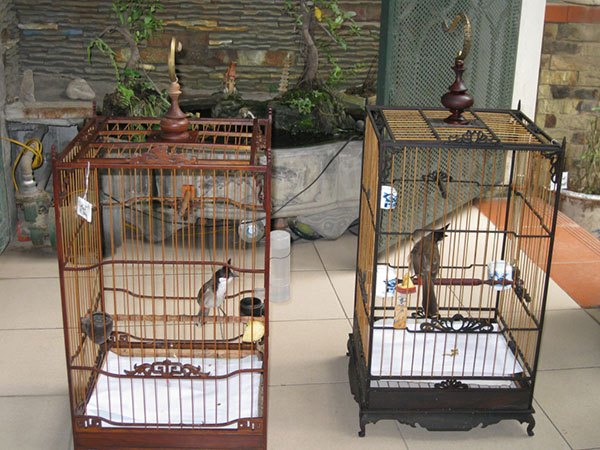 vệ sinh lồng chim