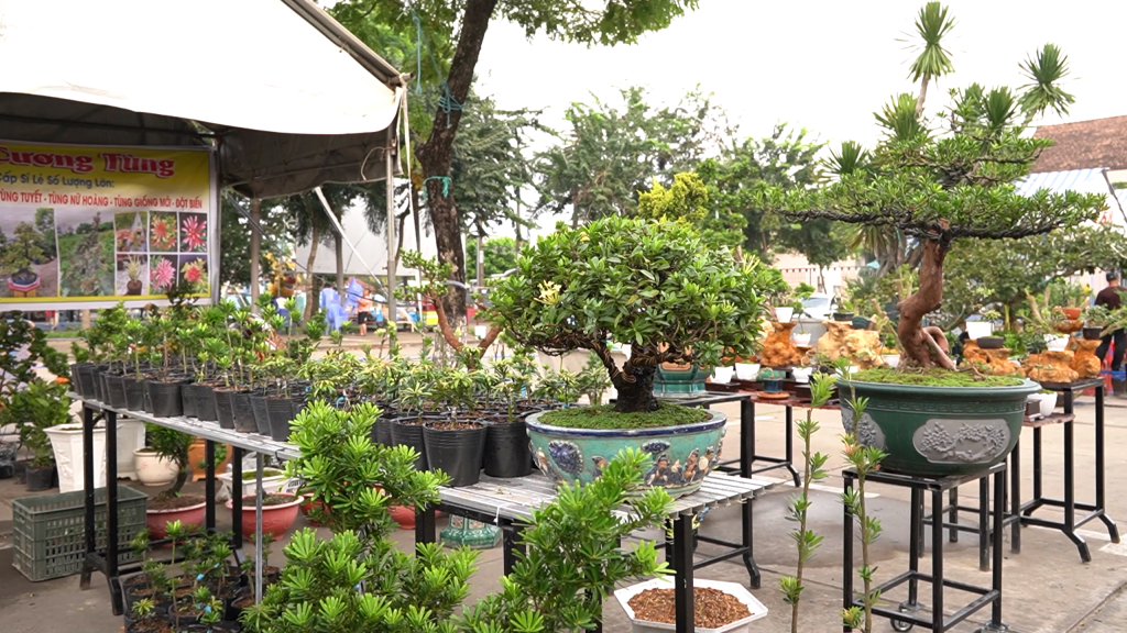 Thị trường cây cảnh: Tiềm năng kinh tế triệu đô