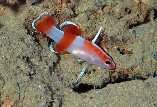 Những loài cá đắt nhất hành tinh, có loài lên đến hàng triệu đô