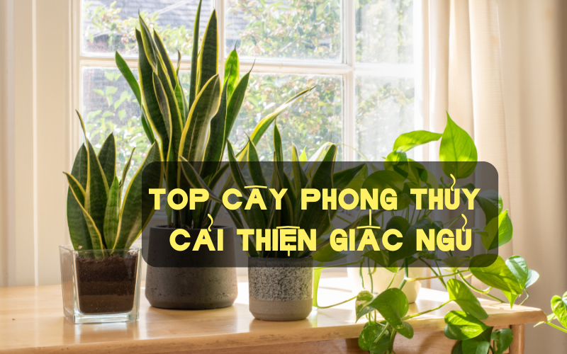 5 loại cây phong thủy giúp cải thiện giấc ngủ, giảm bớt căng thẳng nhà nào cũng nên mua