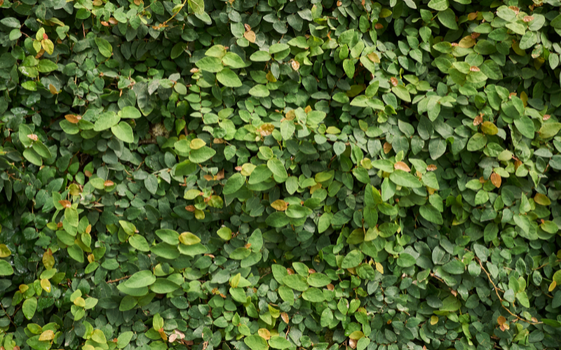 5 điều cấm kỵ phong thủy khi trồng cây cảnh: Mọi người cần biết trước khi 