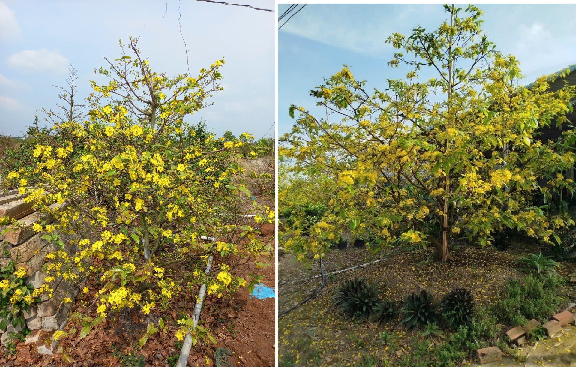 Tuyển chọn, nhân giống và ứng dụng IOT trong sản xuất mai vàng tại Long An