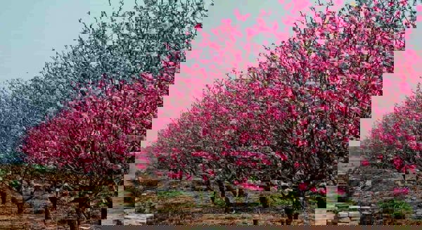 Khi thấy mai đào nở vàng bên nương