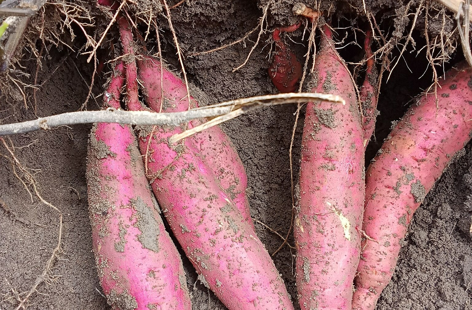 Công dụng thần kỳ của khoai lang