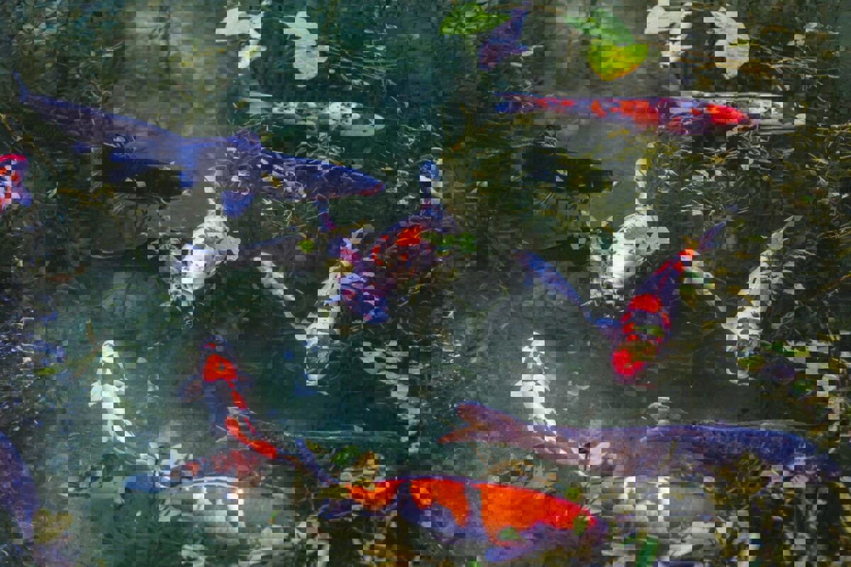 Cá Koi - Lịch sử và ý nghĩa của chúng ở Nhật Bản