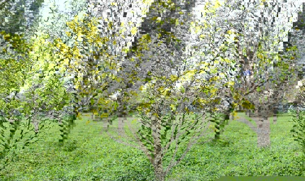 Kết quả nghiên cứu bảo tồn và phát triển giống mai vàng Huế (Hoàng Mai Huế)