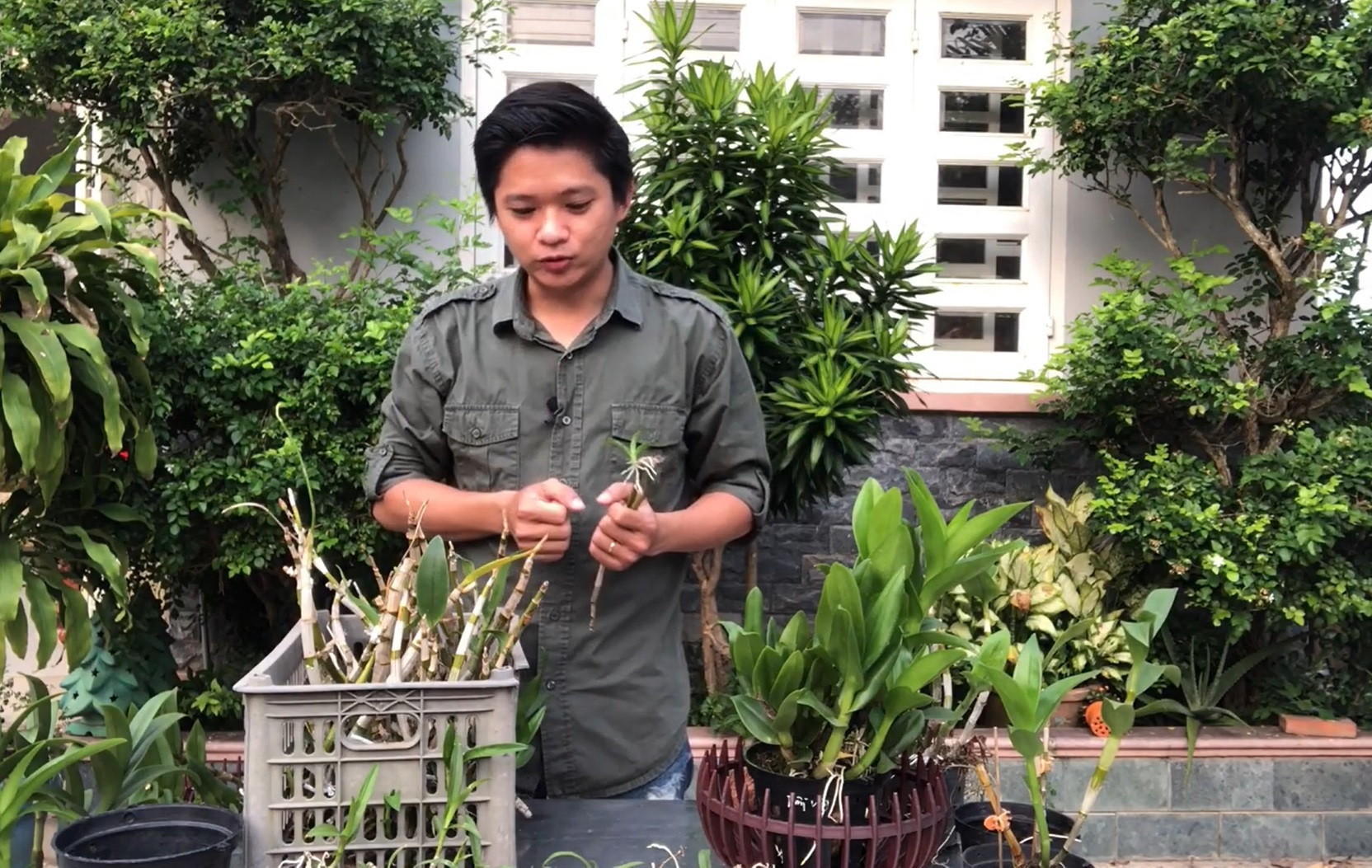 Cách nhân giống hoa lan từ thân già khô héo, cằn cỗi