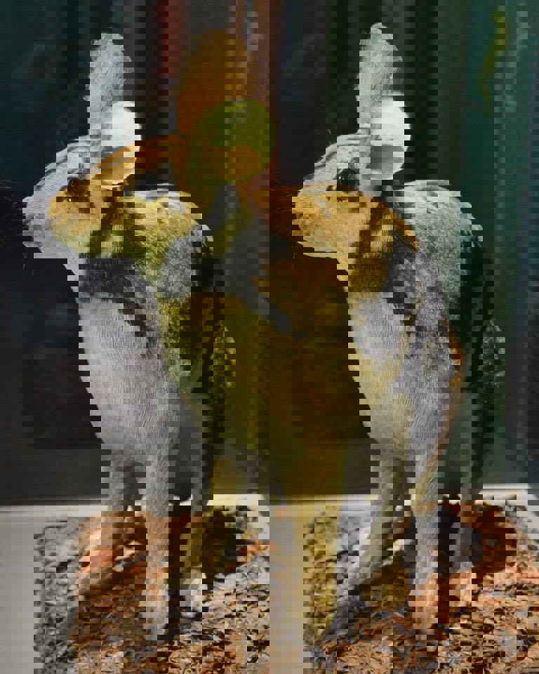 Thỏ vằn Trường Sơn – loài động vật cực kỳ quý hiếm trên thế giới