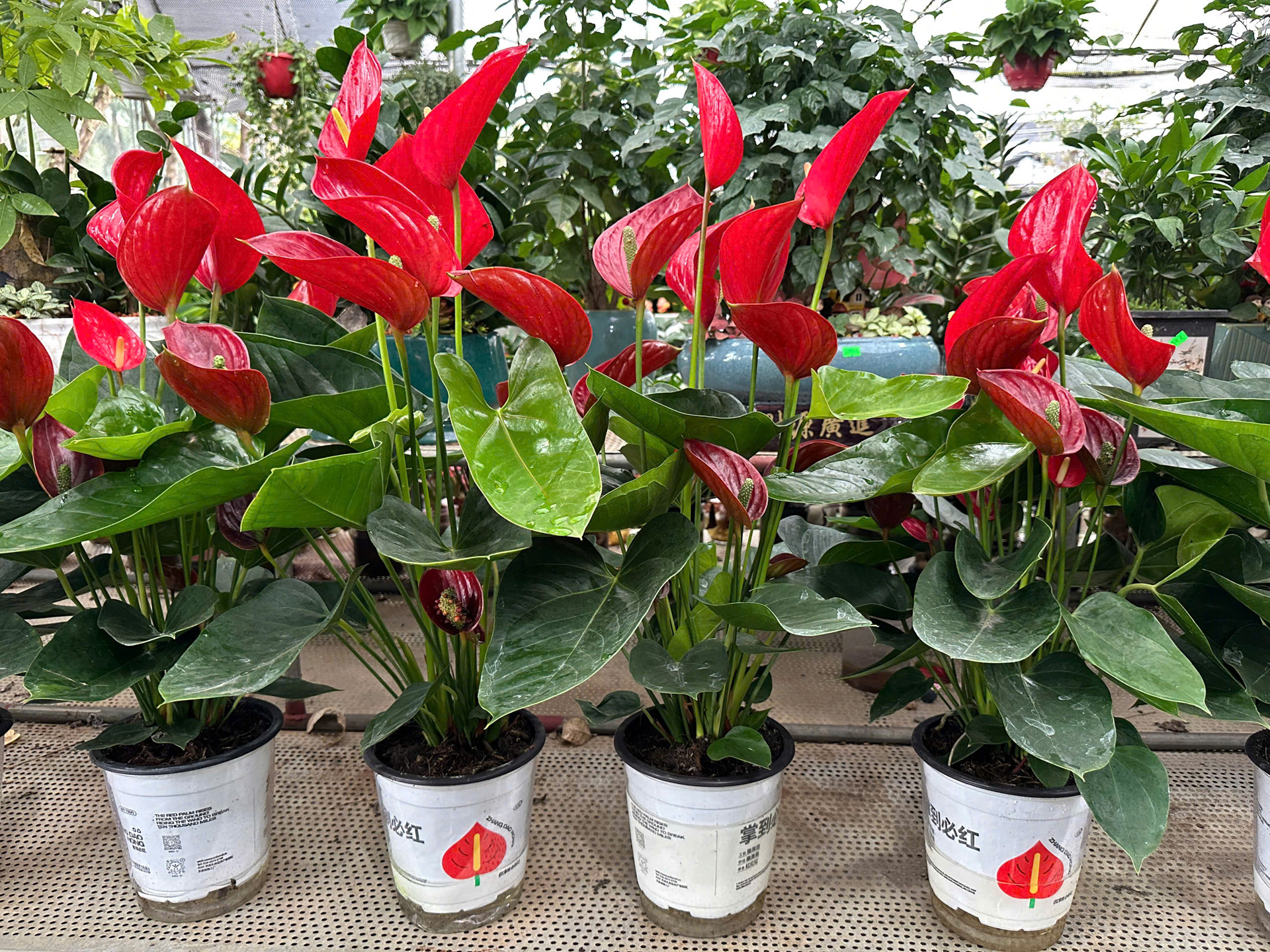 Tác dụng bất ngờ của cây hồng môn