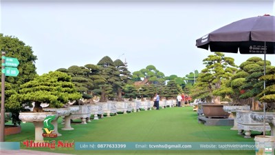 Câu chuyện ly kỳ của cây Tùng Kim Cương độc bản tại khu Sinh thái Dũng Tân