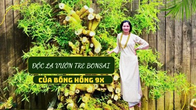 Bonsai tre và câu chuyện về bản lĩnh người phụ nữ Việt Nam