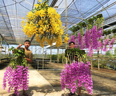 Mười loại Lan Thân Thòng Đẹp Nên Trồng - Video Nong Y