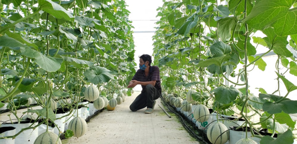 Đà Nẵng không chỉ có biển mà còn cả 'vựa trái cây' xịn sò ít ai biết!