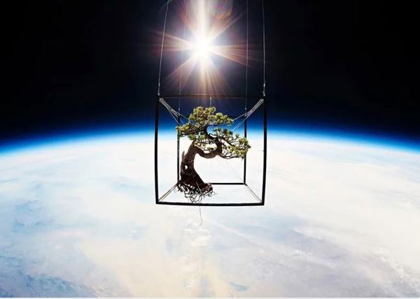 Azuma Makoto, người tiên phong trong dự án đưa cây ra ngoài vũ trụ