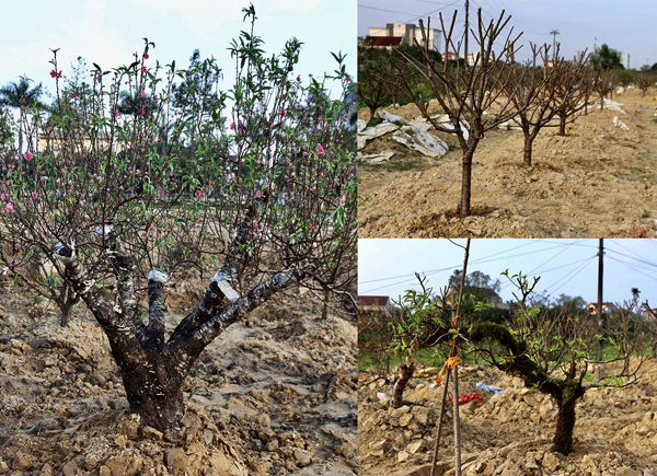 Hà Tĩnh: Nhà vườn “hồi sinh” cây cảnh sau tết nguyên đán 