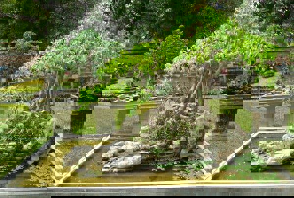 Kỹ thuật bón phân cho cây cảnh, hoa cảnh