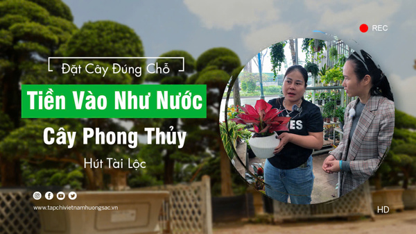 Chất chơi Cây của Cường Họa sĩ - Cần một thông điệp nhân văn gắn với cây Bonsai