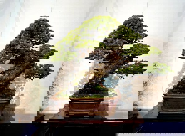 Ngắm bonsai để cảm tinh thần của người Nhật