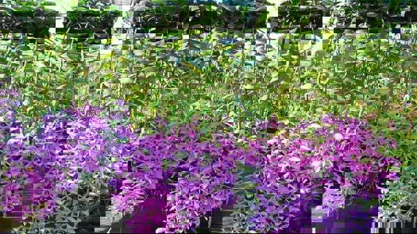 Kỹ thuật ươm giống lan Phi Điệp