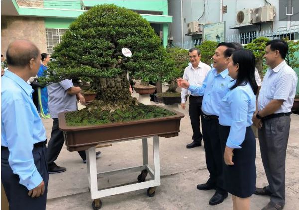 Hội thi Bonsai chào mừng 20 năm TP Cần Thơ trực thuộc Trung ương