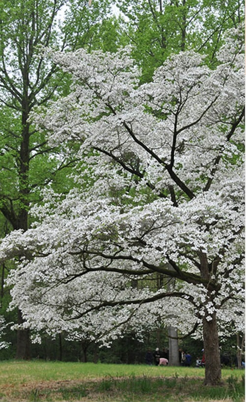 Những cây được chọn làm biểu tượng tại Hoa Kỳ