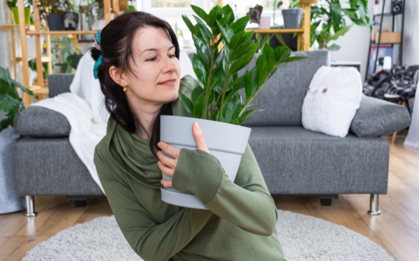 3 lý do khiến cây kim tiền trở thành “Thần Tài” trong thế giới cây cảnh