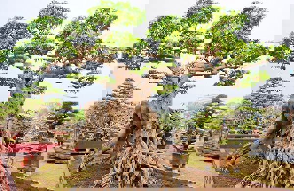 Đôi điều về chữ Tâm và Tầm